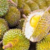 Durian, Salah Satu Kuliner Khas Medan Durian, Salah Satu Kuliner Khas Medan